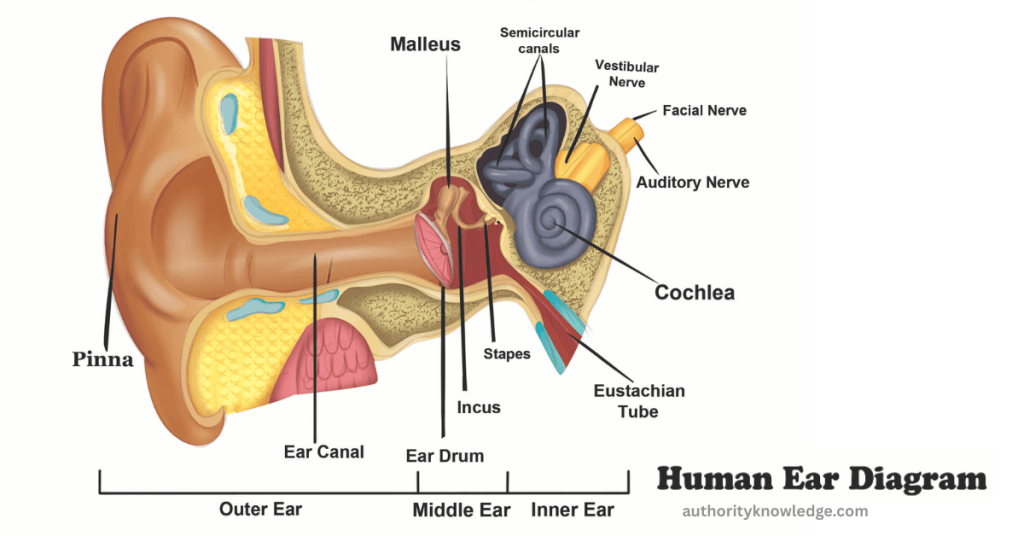 Diagram of ear